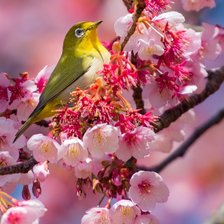 Схема вышивки «Птичка»