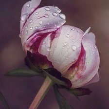 Схема вышивки «Бутон пиона»