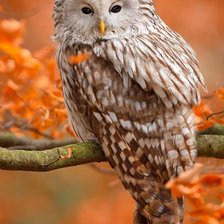 Схема вышивки «Осеннее настроение»