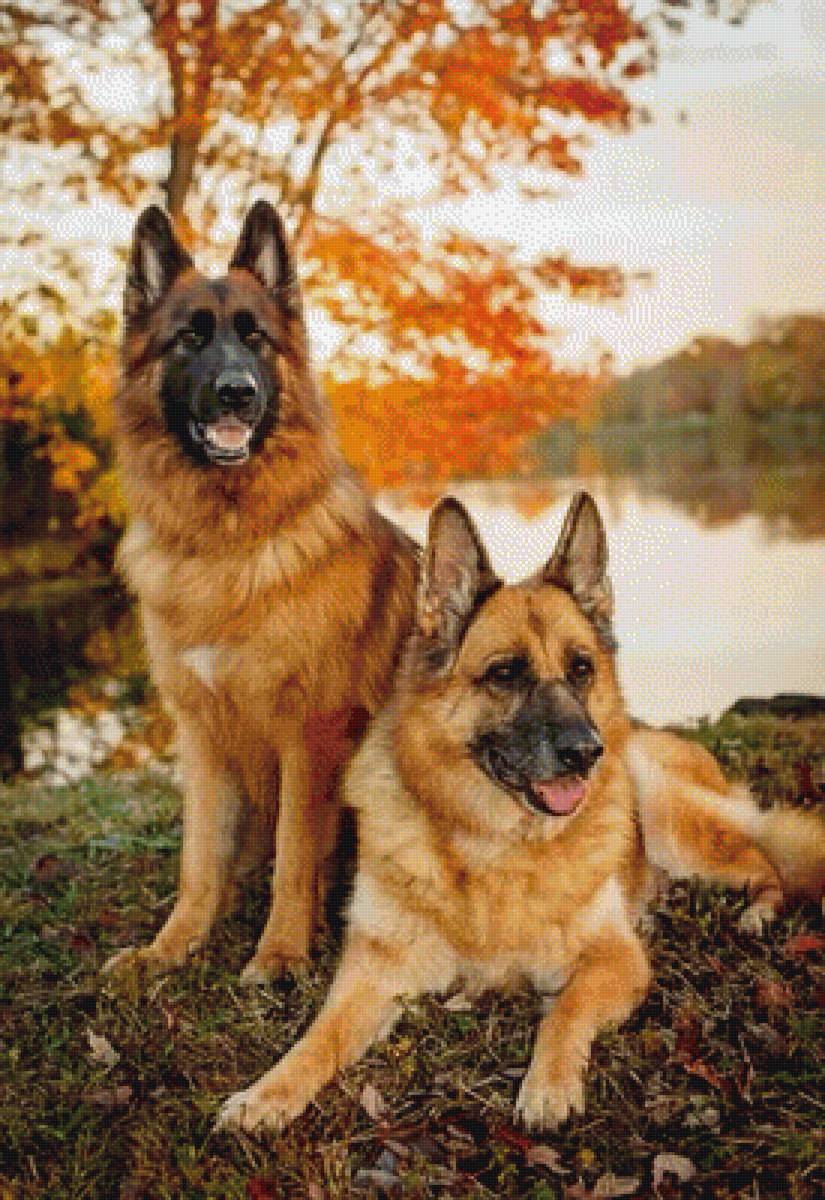 Немецкие овчарки (пара) без блендов - картины без блендов, пара собак, немецкая овчарка - предпросмотр