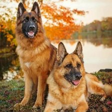 Схема вышивки «Немецкие овчарки (пара) без блендов»