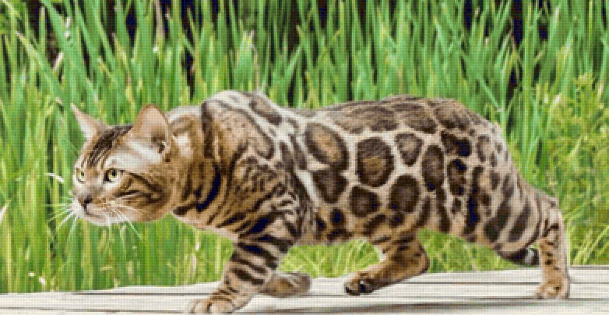 Gato. - animais. - предпросмотр