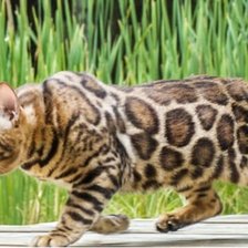 Схема вышивки «Gato.»