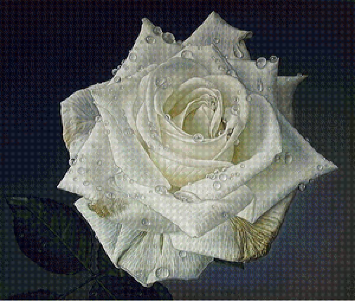 Утренняя роса - природа, цветы - предпросмотр