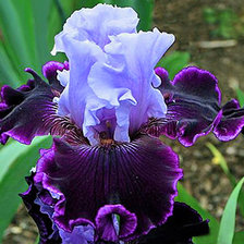 Схема вышивки «Ирис Дама в лиловом»