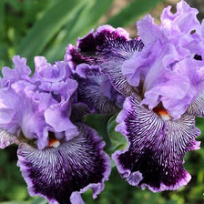 Схема вышивки «Ирисы сиреневые»