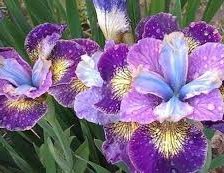 Схема вышивки «Ирис»