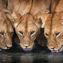 Схема вышивки «№2323462»