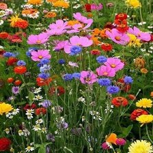 Схема вышивки «Цветы»