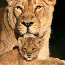 Схема вышивки «Львица и львенок»