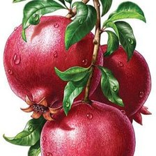 Схема вышивки «Гранаты»