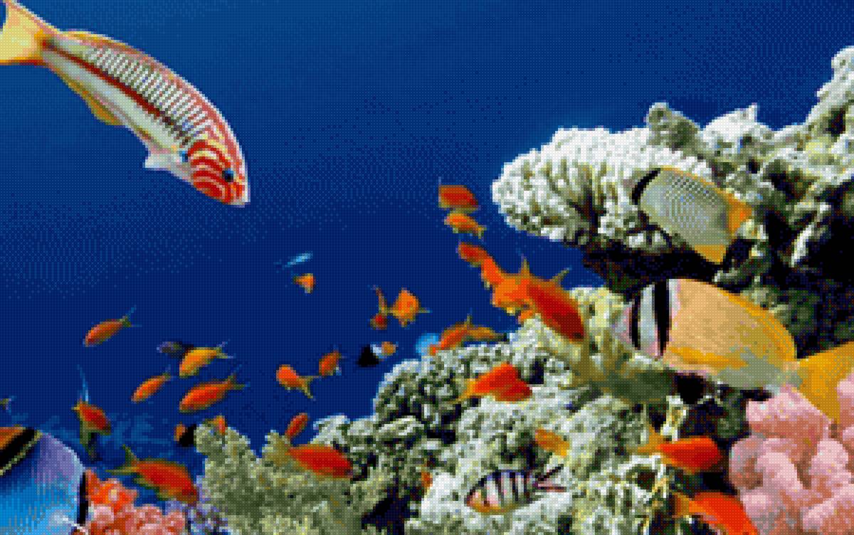 Рыбы - подводный мир, океан, рыбы - предпросмотр