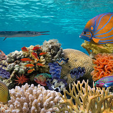 Схема вышивки «Рыбы»