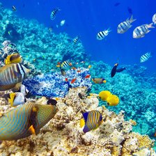 Схема вышивки «Рыбы»