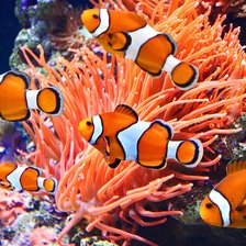 Схема вышивки «Рыбы»