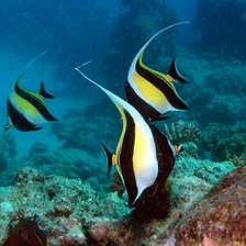 Схема вышивки «Рыбы»