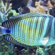 Схема вышивки «Рыбы»