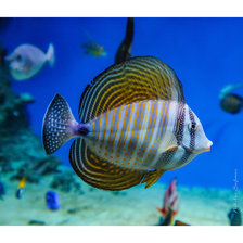 Схема вышивки «Рыбы»