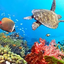 Схема вышивки «Рыбы»