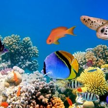 Схема вышивки «Рыбы»