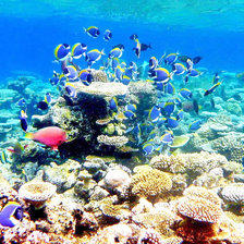 Схема вышивки «Рыбы»