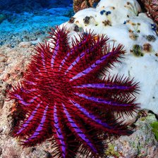 Схема вышивки «Подводный мир»