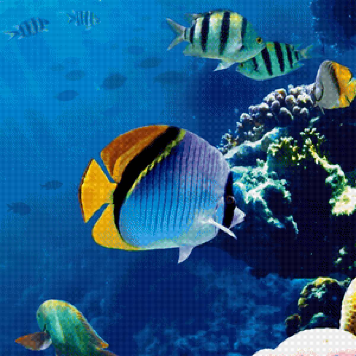 Подводный мир - рыбы, подводный мир, океан - предпросмотр