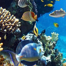 Схема вышивки «Подводный мир»