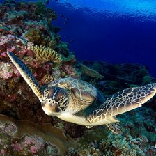 Схема вышивки «Подводный мир»