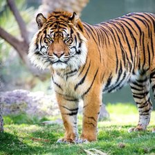 Схема вышивки «Tigre.»