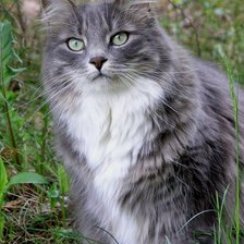 Схема вышивки «Gato.»