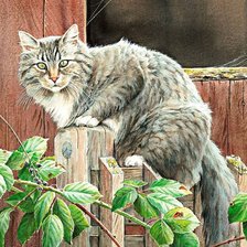 Схема вышивки «Gato.»