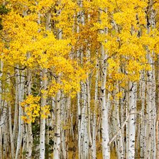 Схема вышивки «Floresta,de outono.»