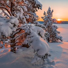 Схема вышивки «В лесу»