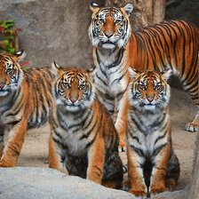 Схема вышивки «тигры»