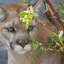 Схема вышивки «пума»