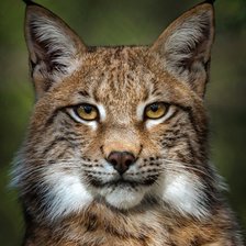 Схема вышивки «Рысь»