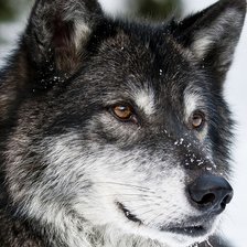 Схема вышивки «Волк»