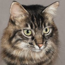 Схема вышивки «Gato.»