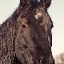 Схема вышивки «Лошадь»