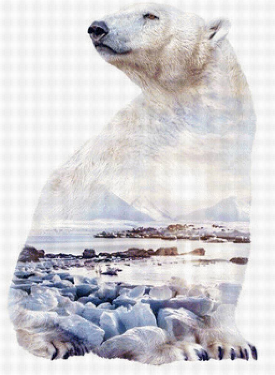 Владыка Севера - север, природа, белый медведь - предпросмотр