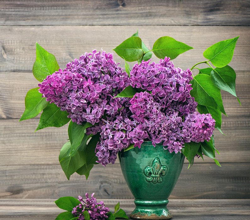 Сирень - оригинал