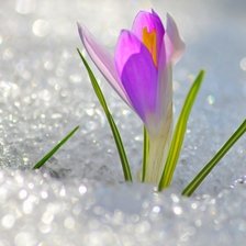 Схема вышивки «№2327459»