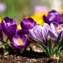 Схема вышивки «№2327460»