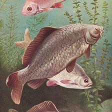 Схема вышивки «Peixes.»