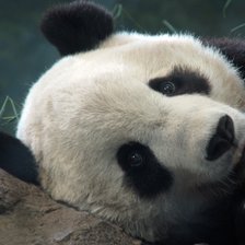 Панда