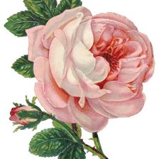 Схема вышивки «Роза»