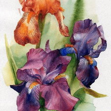 Схема вышивки «Ирисы»