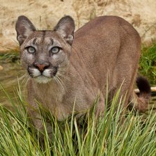 Схема вышивки «Leão .»
