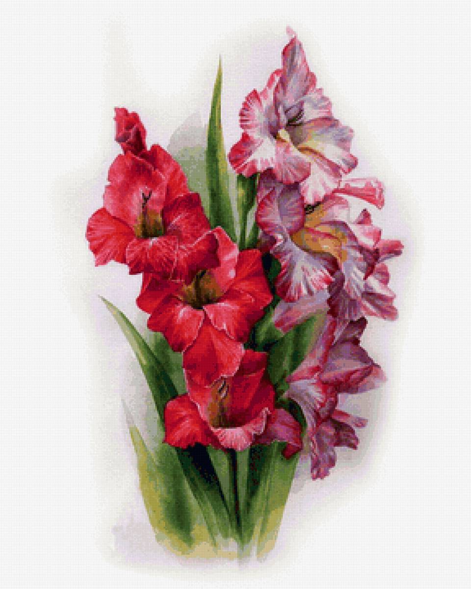 Гладиолусы - предпросмотр